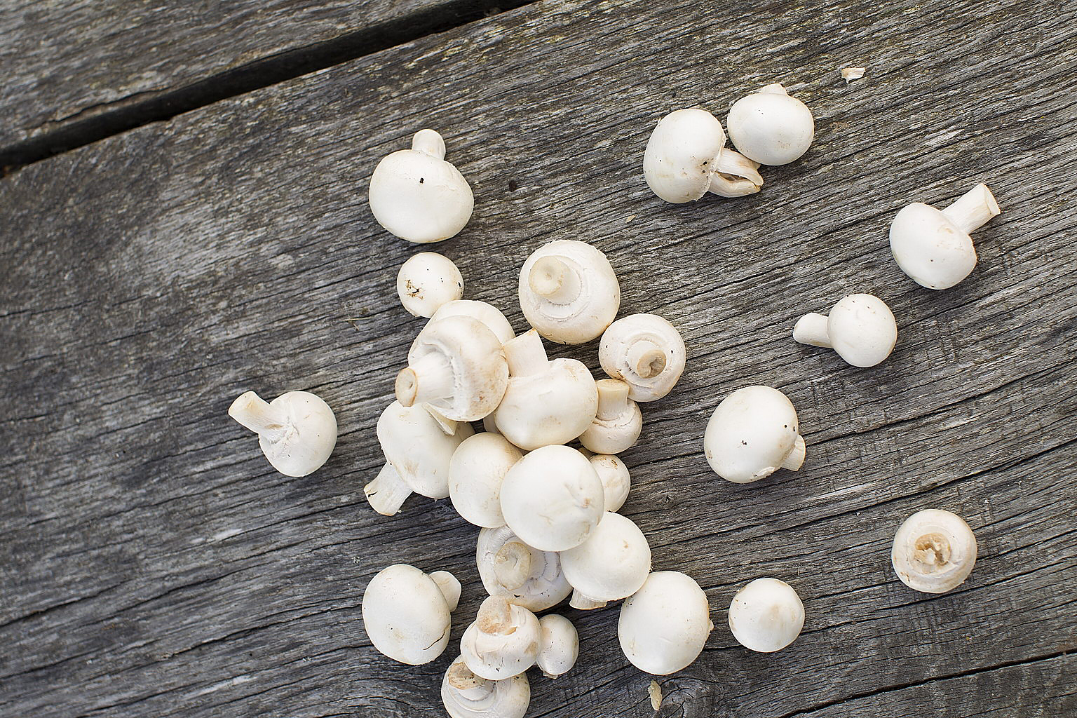 Why Are Mushrooms Important To The Food Chain - FoodEverest.com