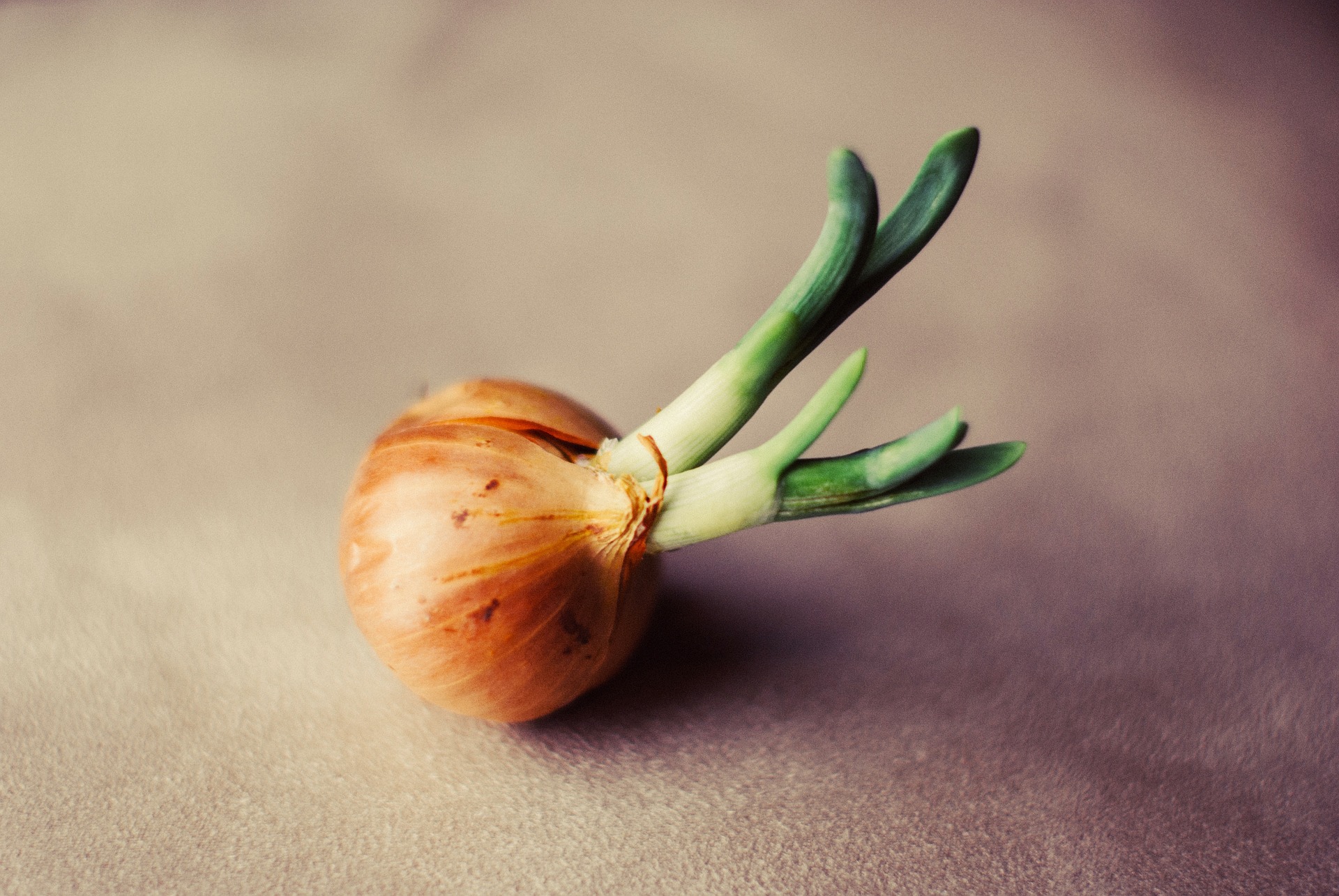 Young Onion