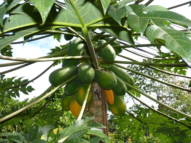 A visually appealing image showcasing a woman enjoying a ripe papaya, surrounded by vibrant tropical fruits, symbolizing a healthy and balanced diet during menstruation